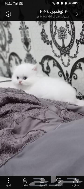 قطط ذكور للبيع63029939226625112