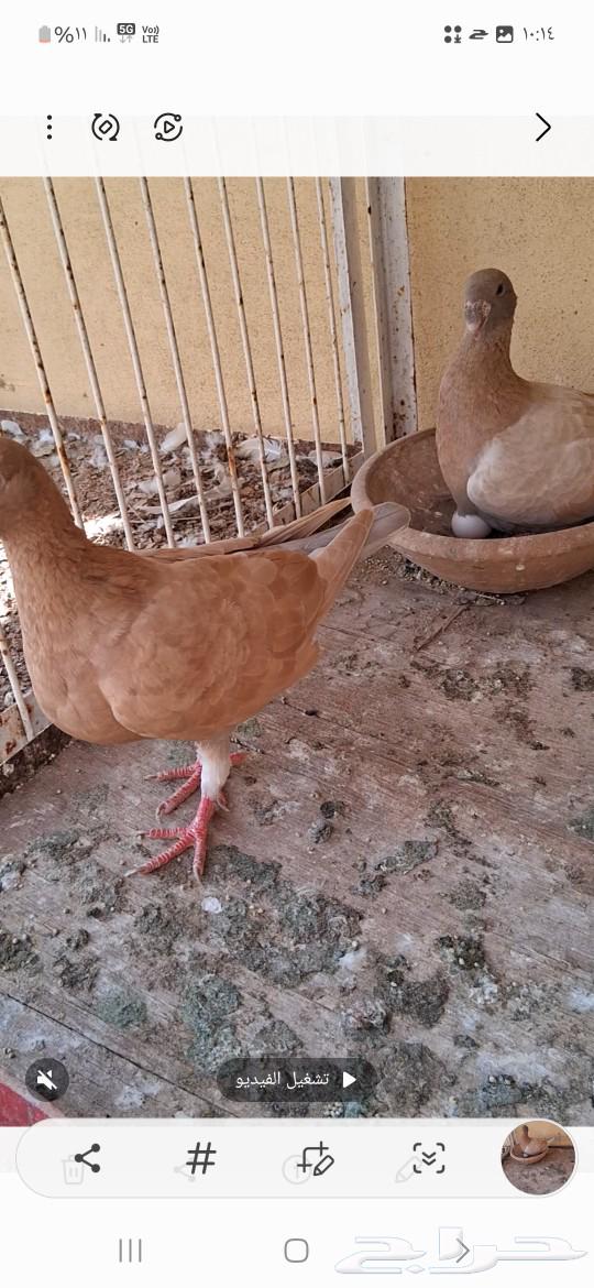زوج هومر63026429602945111