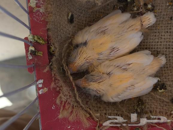 جوز كناري جزري غامق مع فروخه63027250481923114