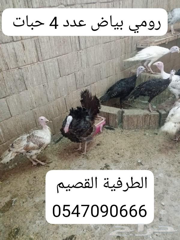 For sale 4 white female turkeys and a male turkey630263796652811129