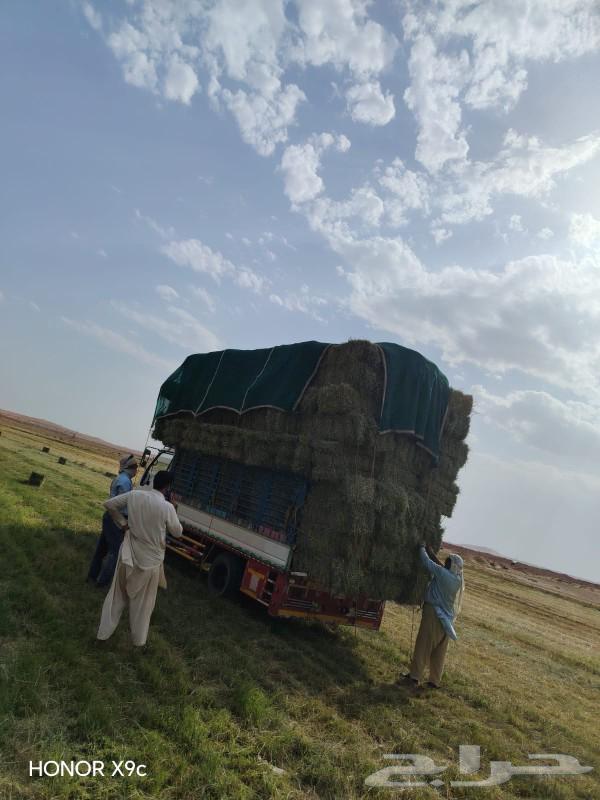 علف مخلوط مكون من شعير وقمح ورودس63026385272195113