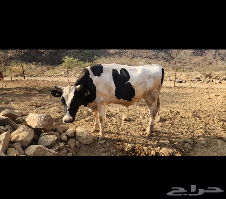 حسيل عجول هولندي630250867269151111