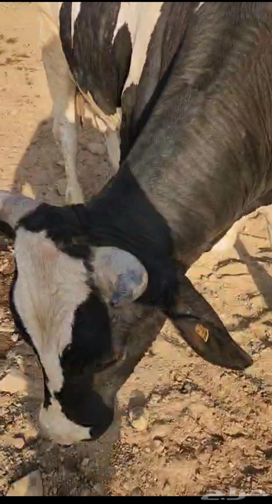 حسيل عجول هولندي63025086726915112