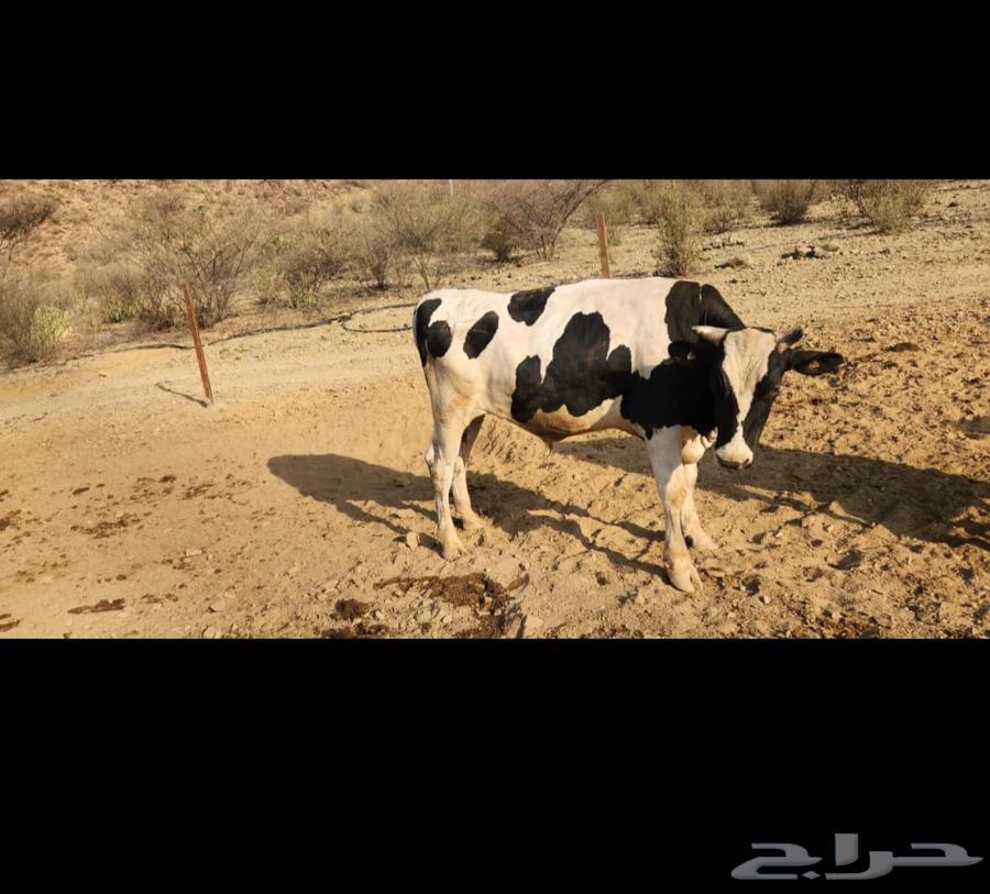 حسيل عجول هولندي63025086726915111