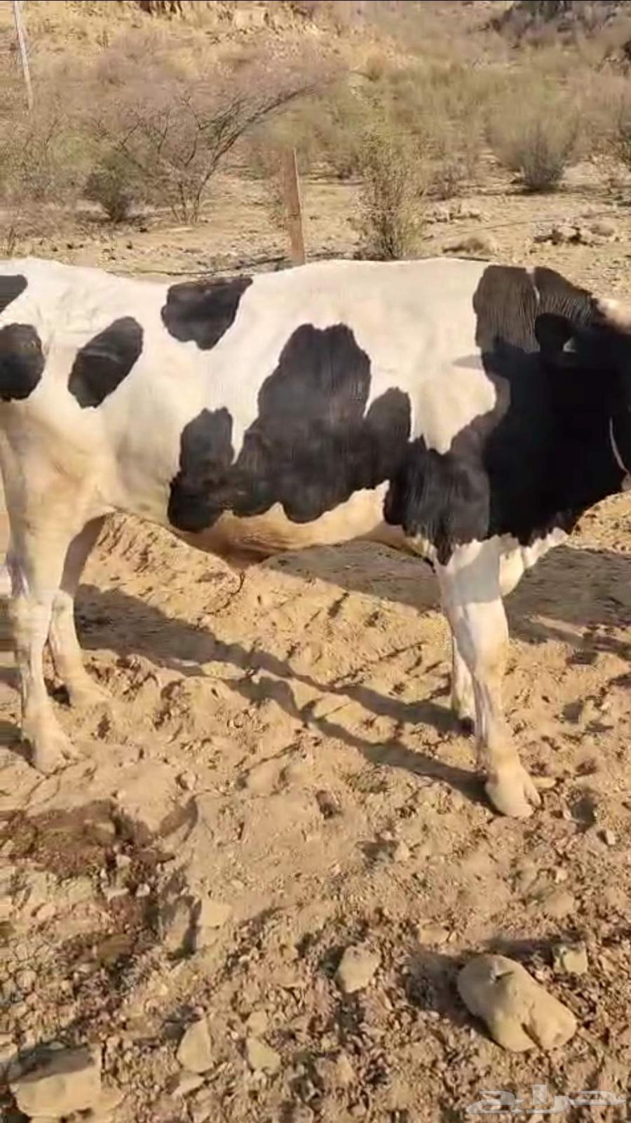 حسيل عجول هولندي63025086726915114