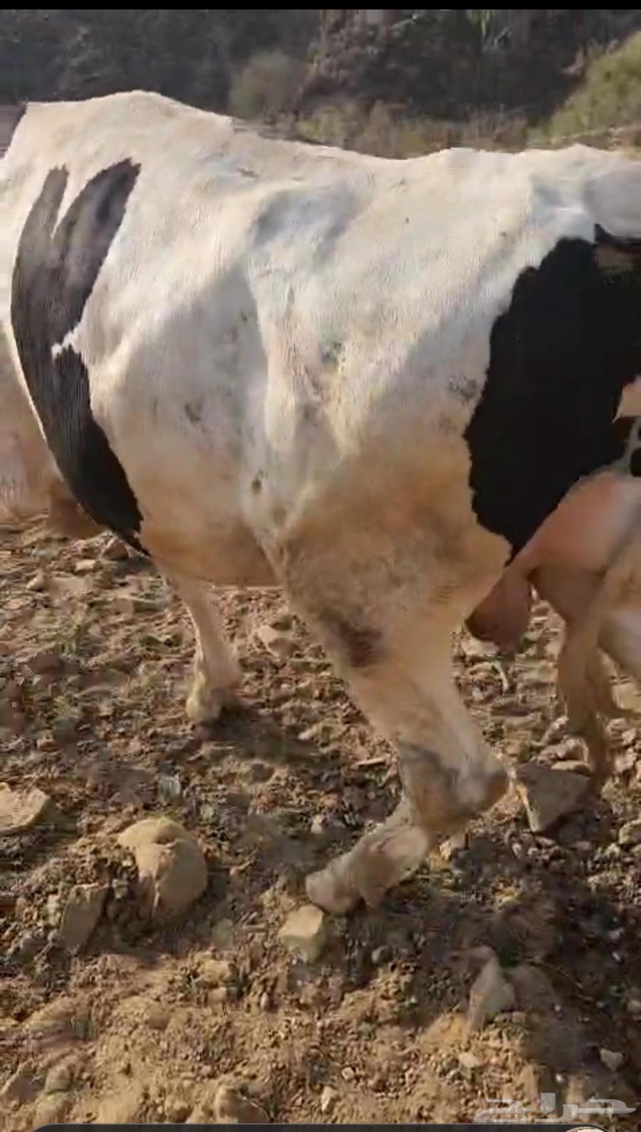 حسيل عجول هولندي63025086726915113