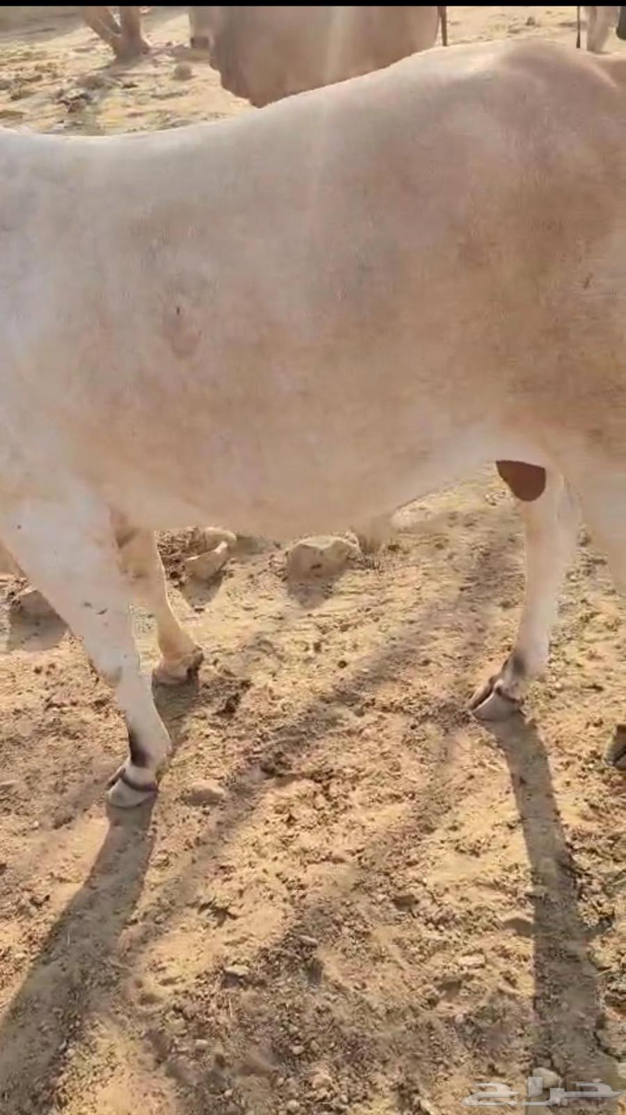 حسيل عجل بلدي630250869212171110