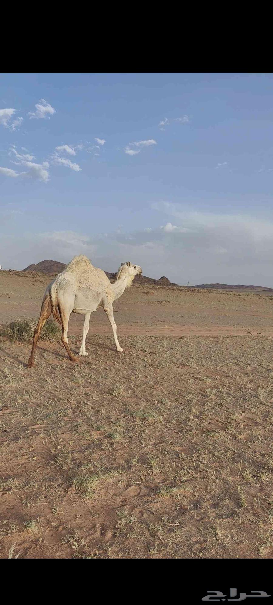 ناقه وضحى للبيع حايل مبيوعه بنتها العام63470656885889113