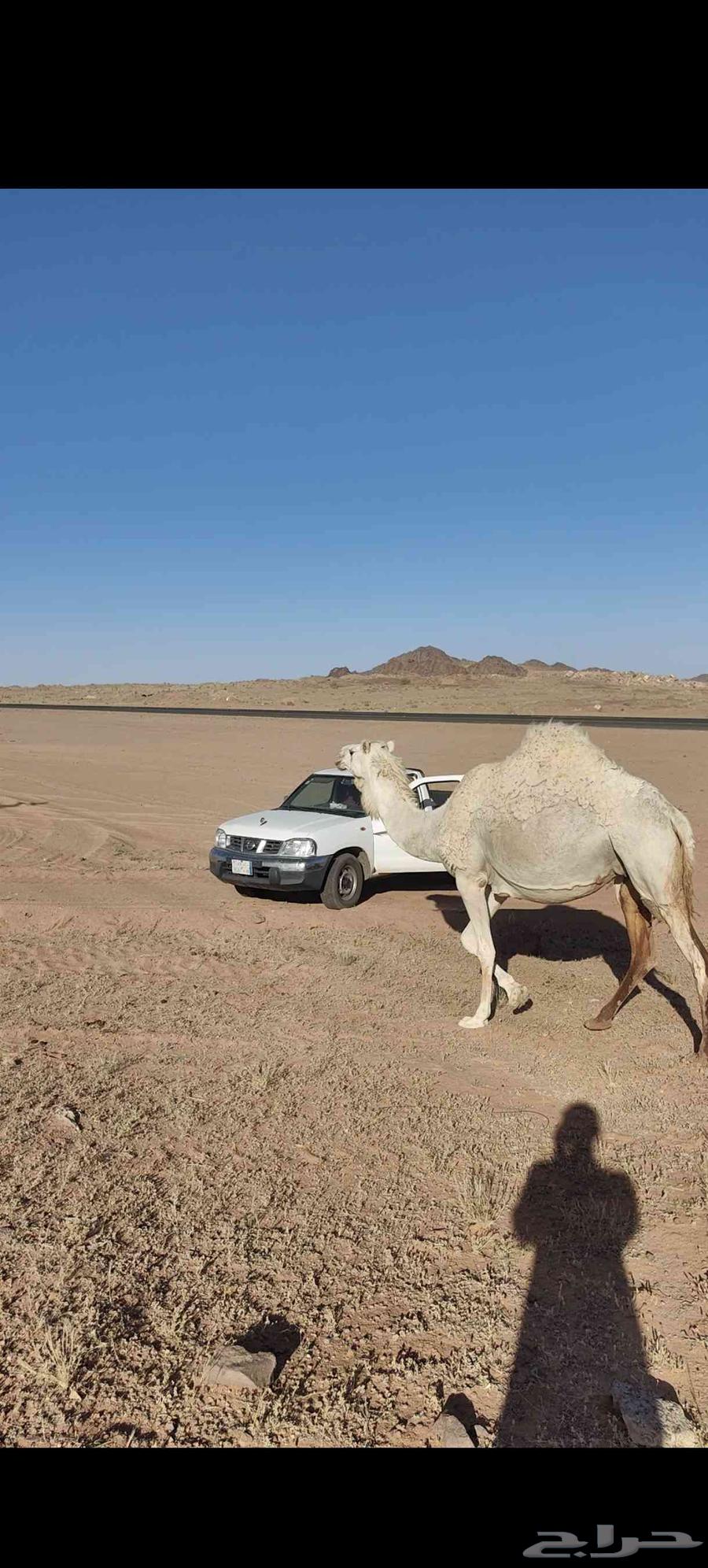 ناقه وضحى للبيع حايل مبيوعه بنتها العام63470656885889111