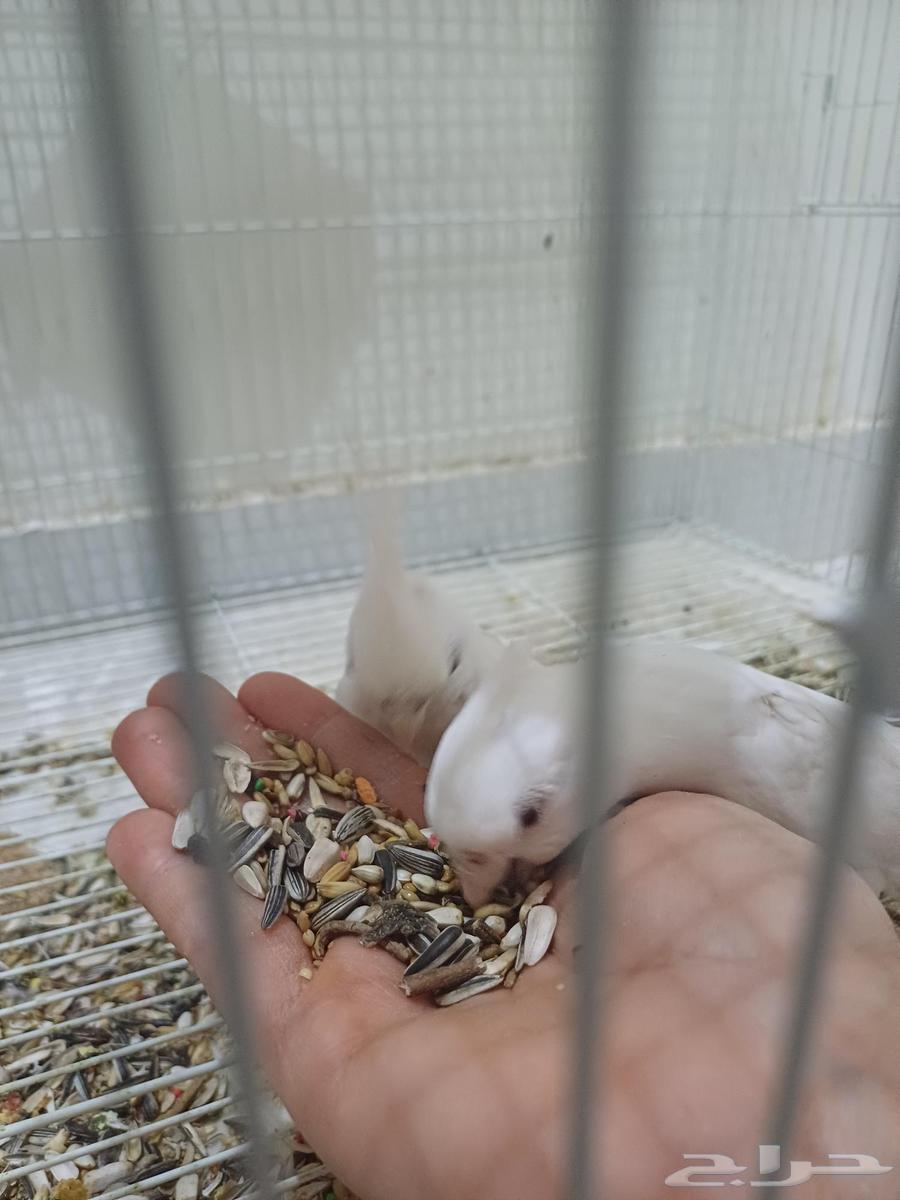 Krovan's feathers, the tame one with red eyes, for 200 riyals63470655383681111