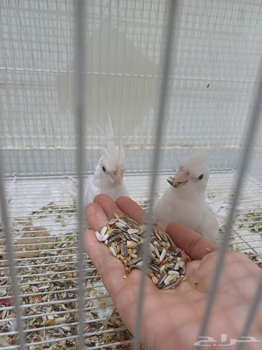Krovan's feathers, the tame one with red eyes, for 200 riyals634706553836811111