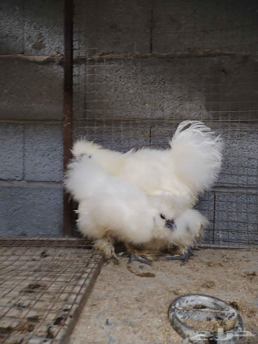 For sale, cotton chicken.63024674047618114