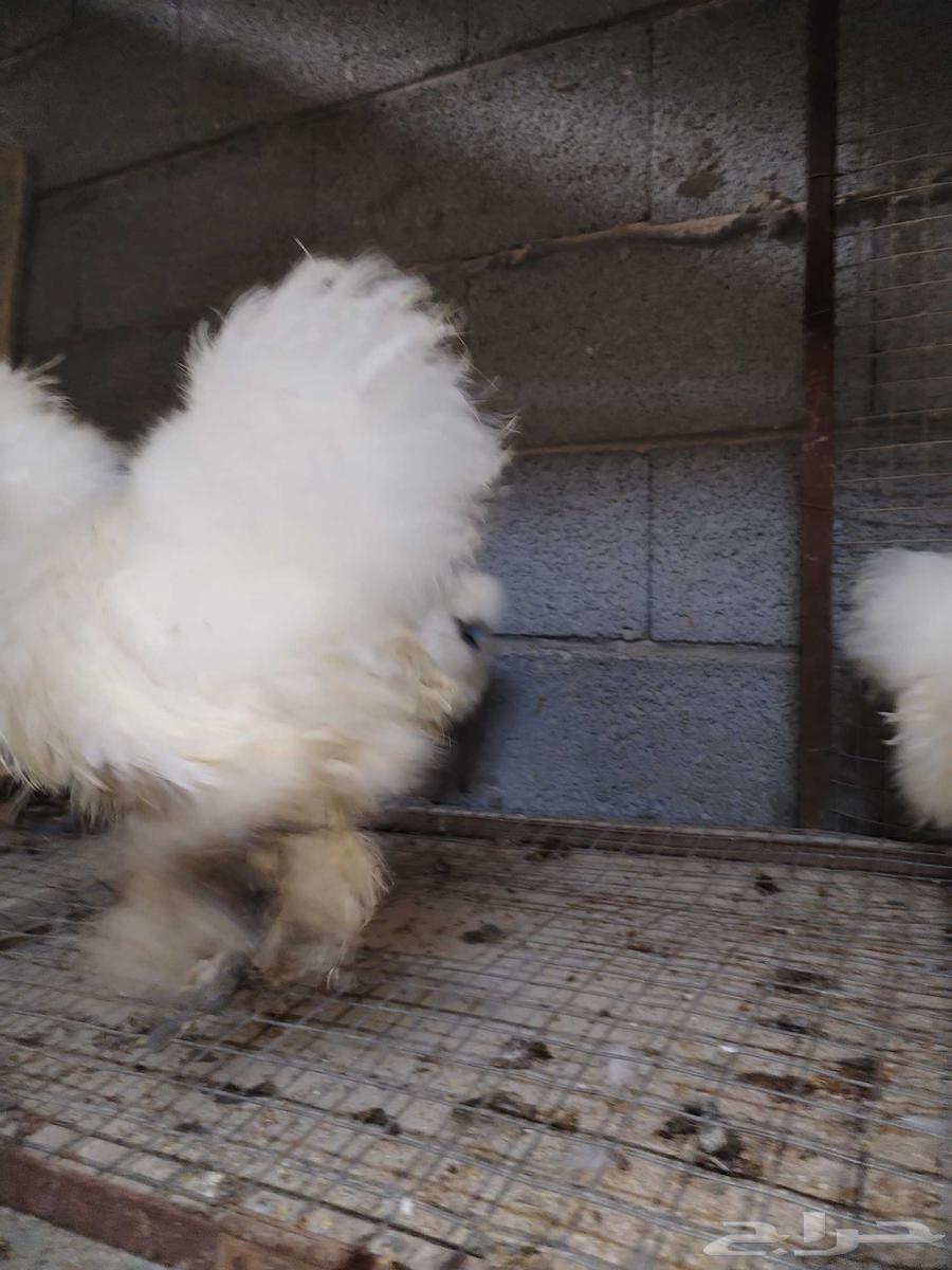 For sale, cotton chicken.63024674047618112