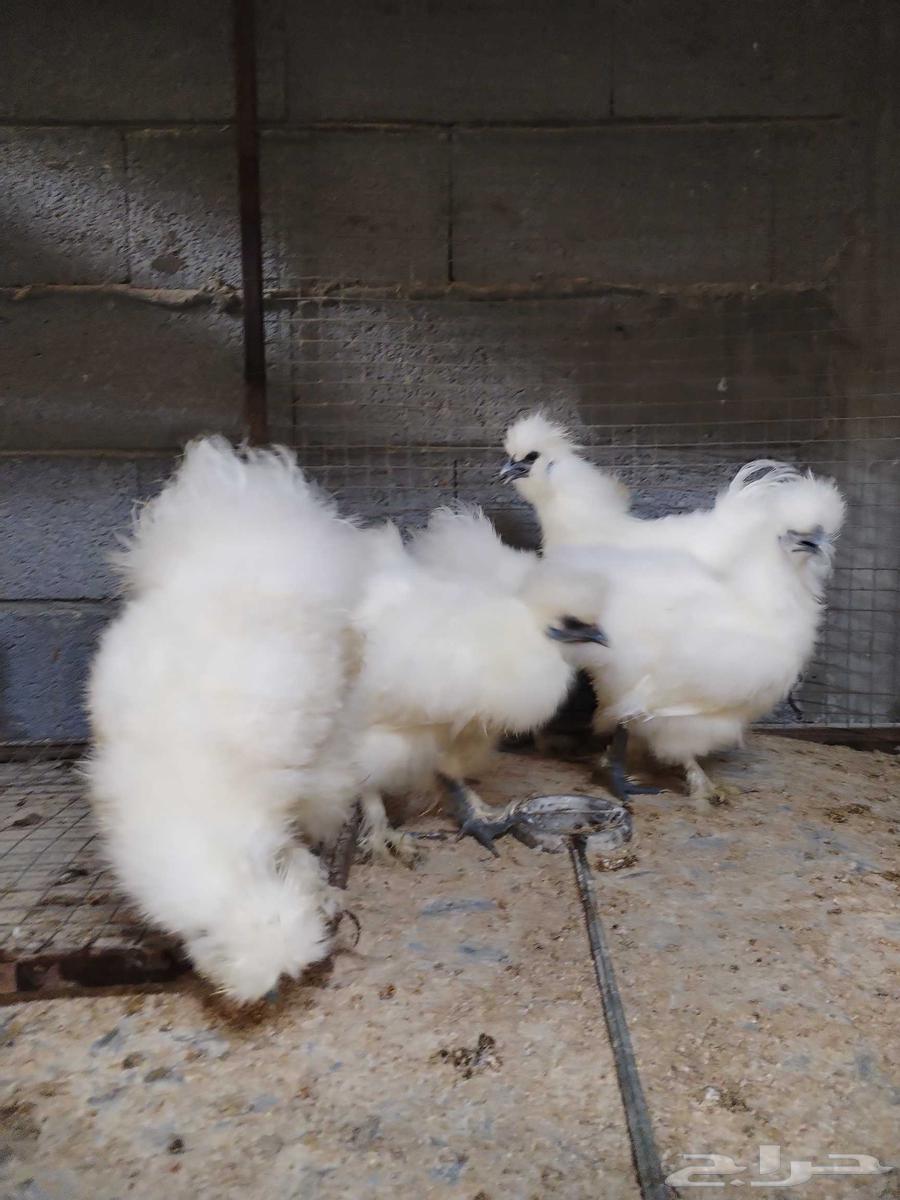 For sale, cotton chicken.63024674047618113