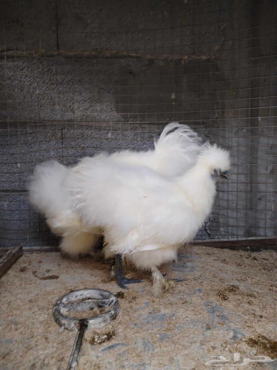 For sale, cotton chicken.63024674047618111