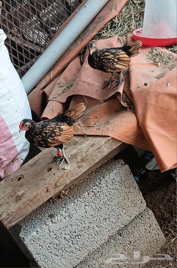 دجاج سبرايت نحاسي63024208286465114