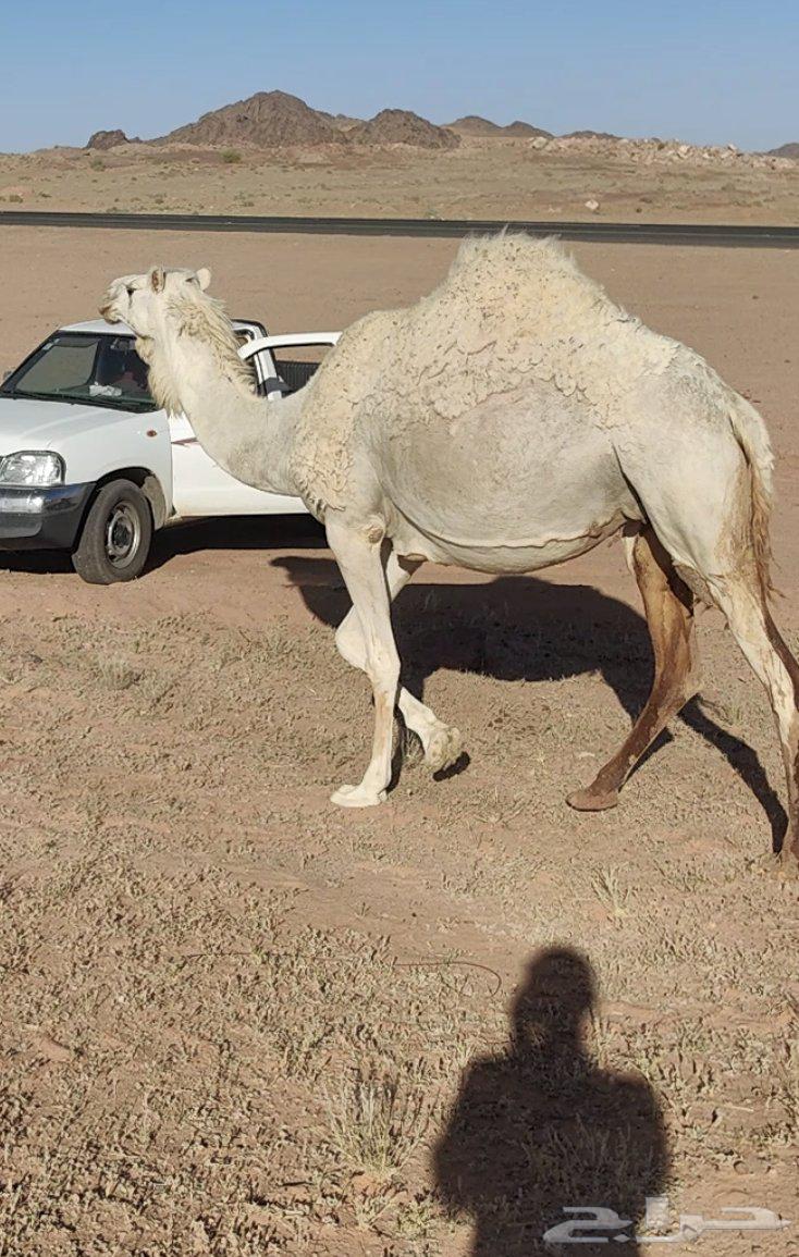 ناقه وضحى للبيع حايل مبيوعه بنتها العام63470656885889112
