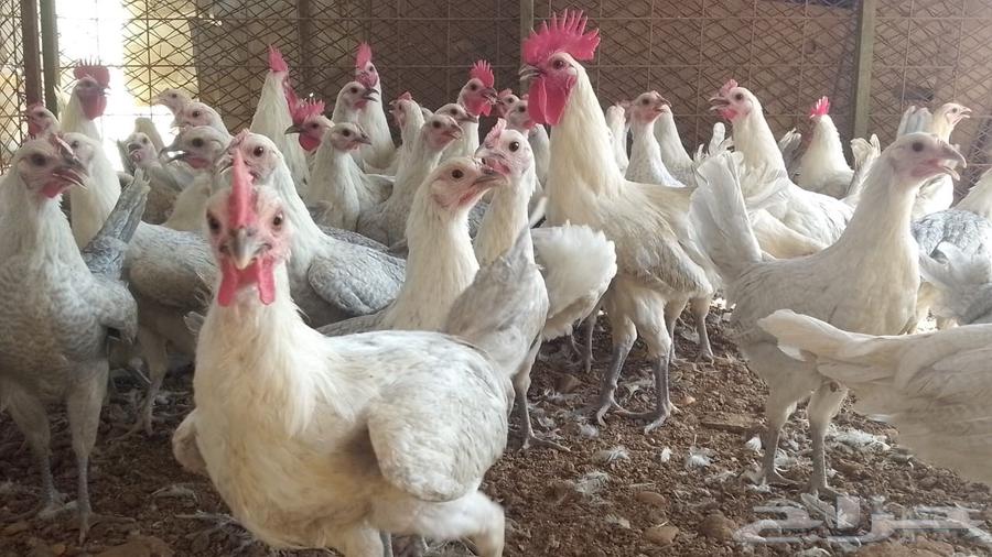 دجاج فيومي المنيوم بشاير بأداء يبيض63021053958017111