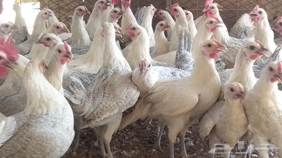 دجاج فيومي المنيوم بشاير بأداء يبيض63021053958017112