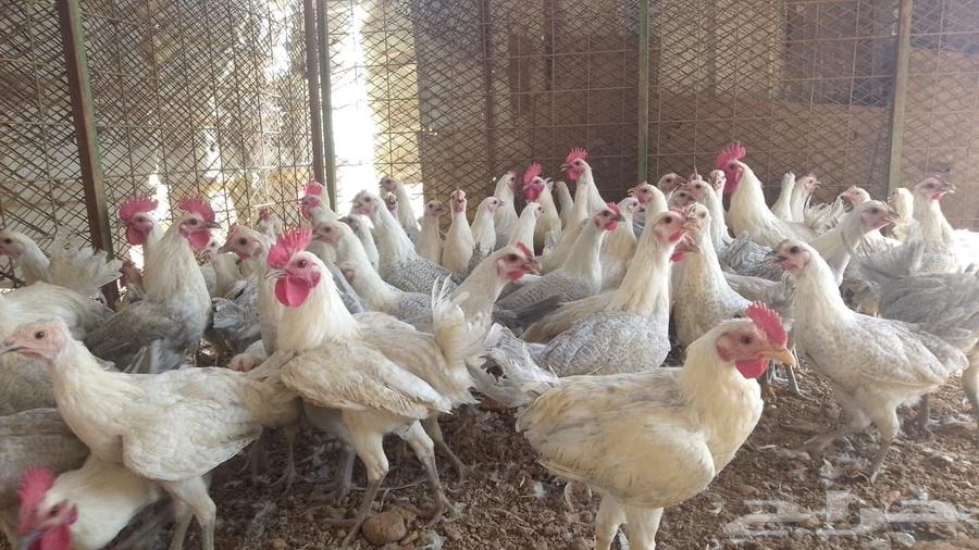 دجاج فيومي المنيوم بشاير بأداء يبيض630210539580171127