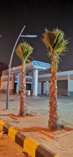 نخل واشنطنيا زينة63020621740801112
