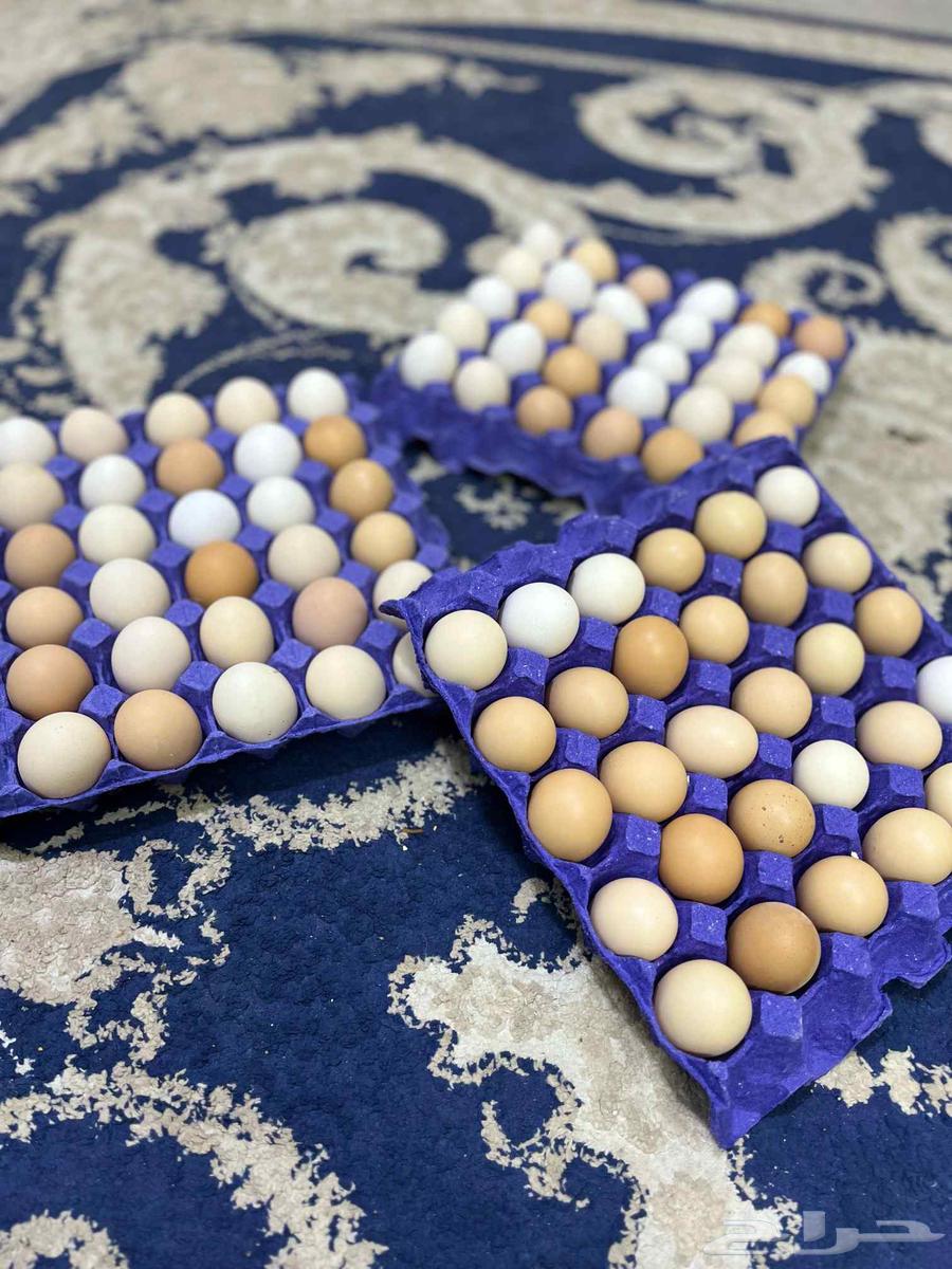 Fresh eggs for eating63021536971907111