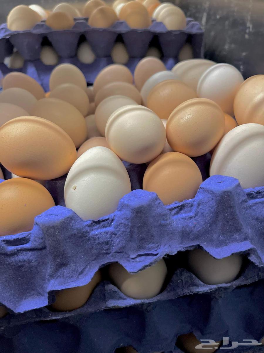 Fresh eggs for eating630215369719071121