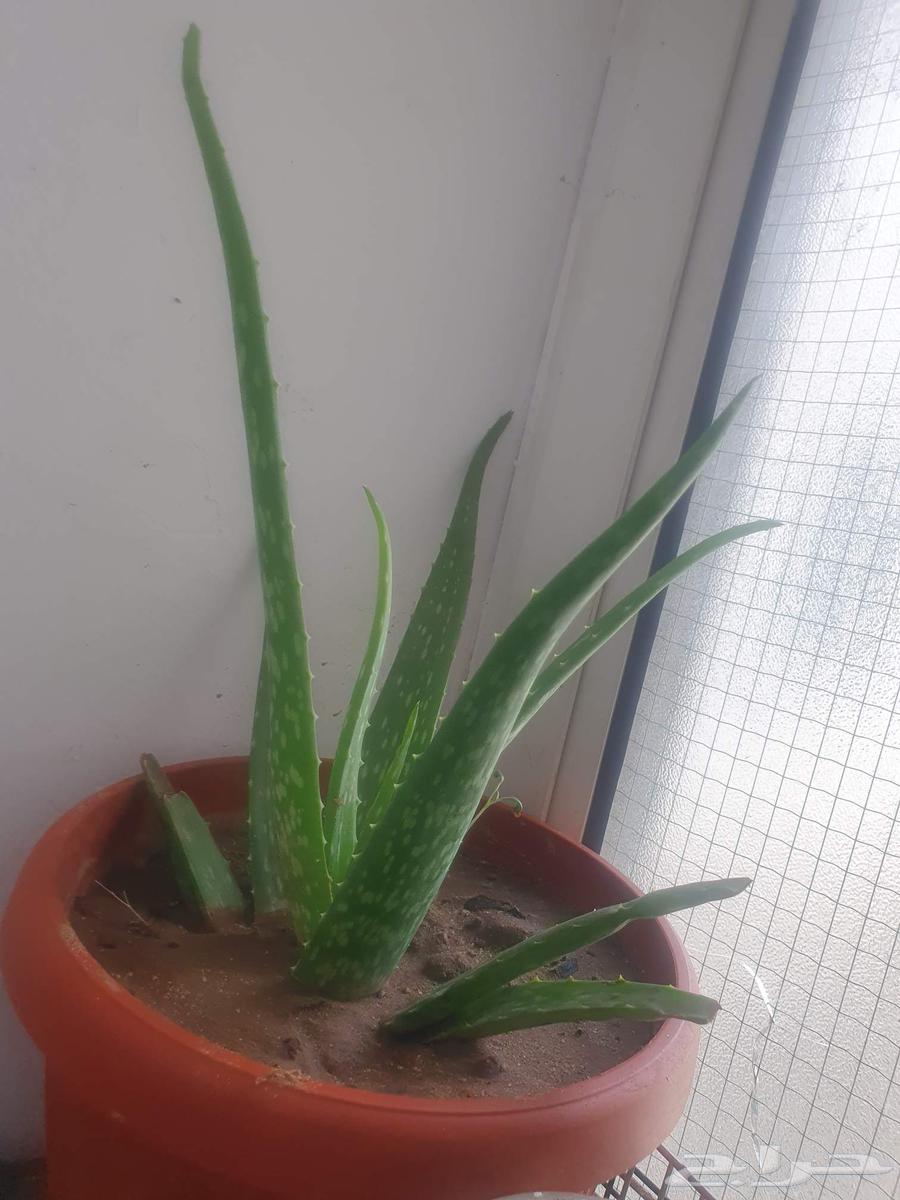 Cactus63470689630850111
