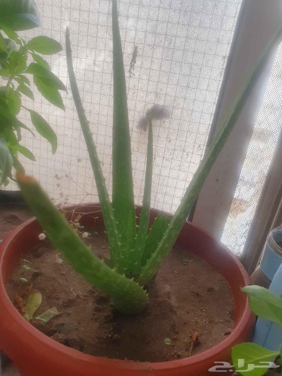 Cactus634706896308501126