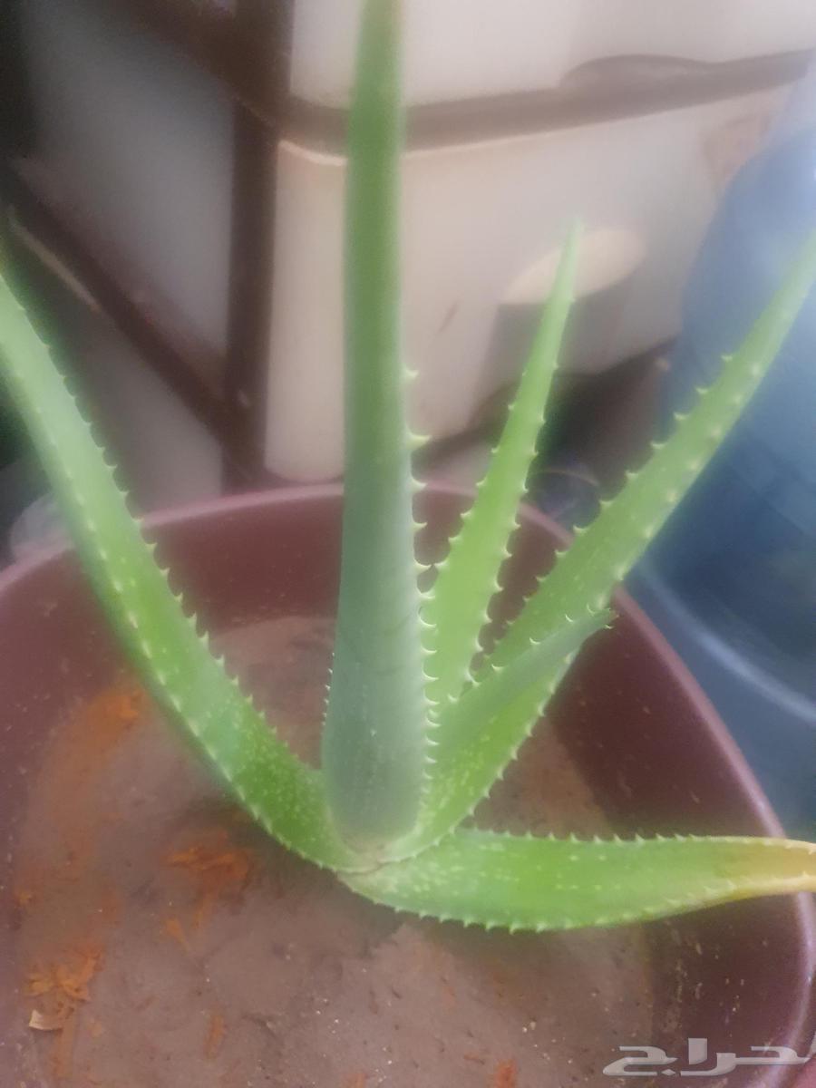 Cactus63470689630850112