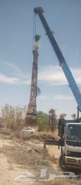 نخل واشنطنيا زينة630206217408011111