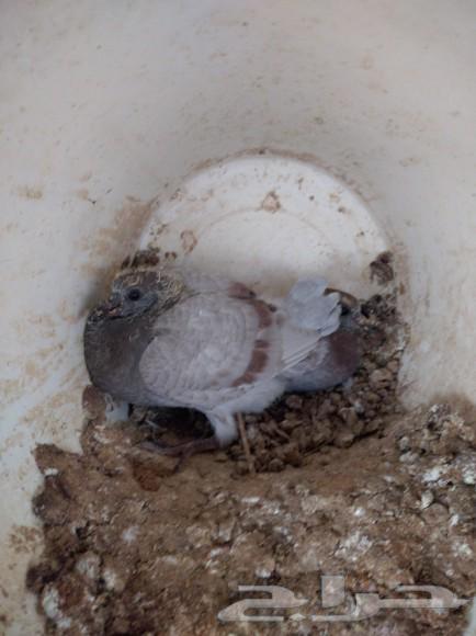 Pigeon sale63021076477570112