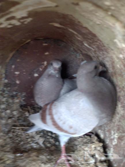 Pigeon sale63021076477570113