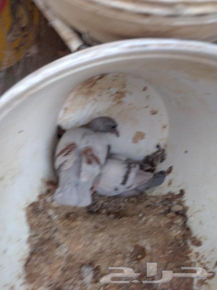 Pigeon sale63021076477570111