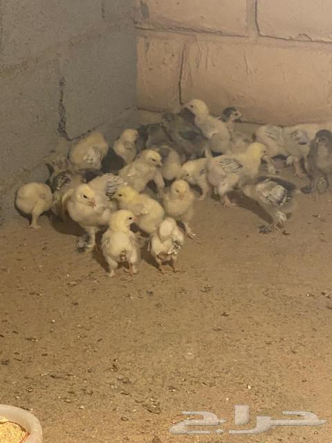 صوص براهما(تم الربيع)63021496733697112