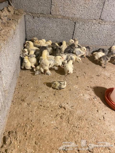 صوص براهما(تم الربيع)63021496733697111