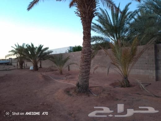 نخل للبيع63020626283267114