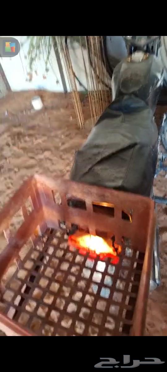 Dabab for sale in Hail al-Qa'ud63022462024449112