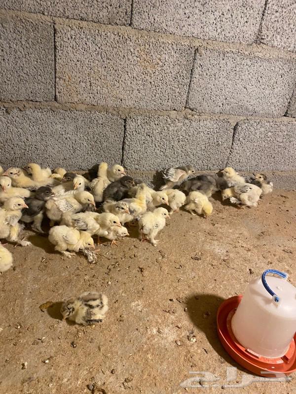 صوص براهما(تم الربيع)63021496733697113