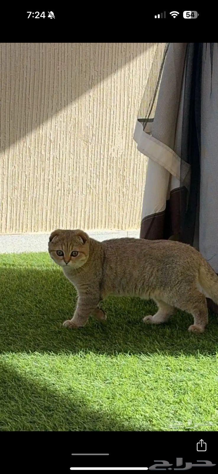 سكوتش دبل فولد مسجل NY2563021548456577113