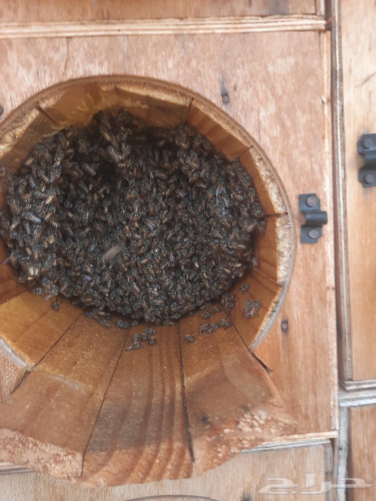 Honeycombs for sale63021548361858114