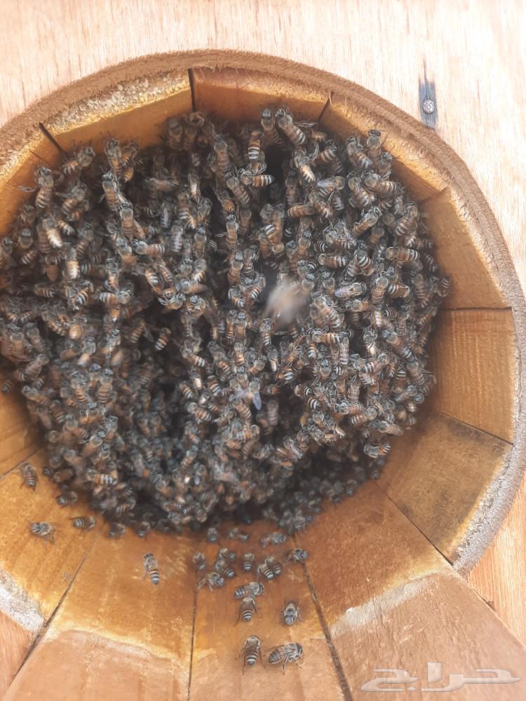 Honeycombs for sale630215483618581115