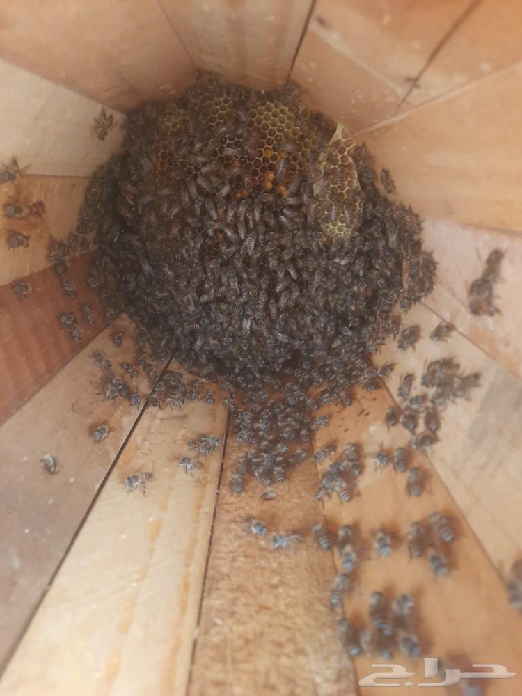 Honeycombs for sale63021548361858113