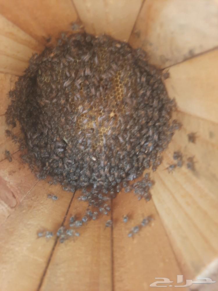 Honeycombs for sale63021548361858112