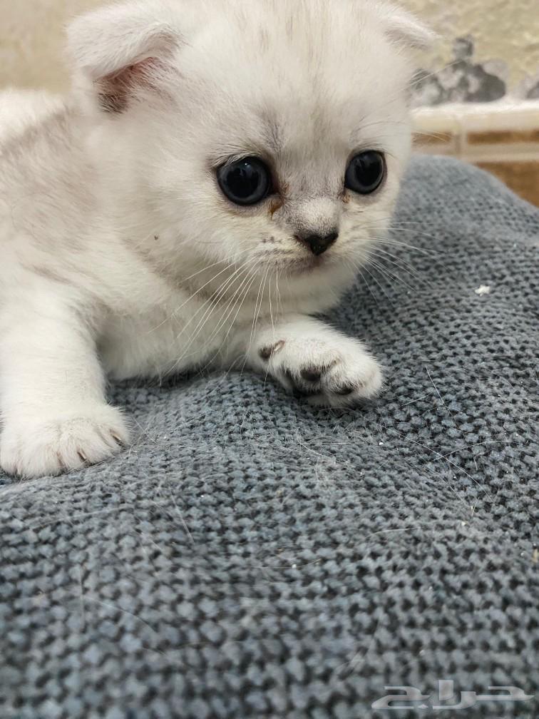سكوتش الام والاب63470692755841111