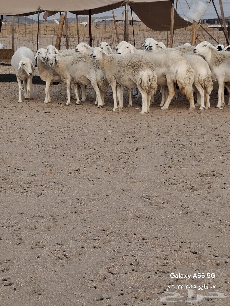 رخال دفيع ولدت فيها واحده صنف الصنف عددها 2563021081909889112