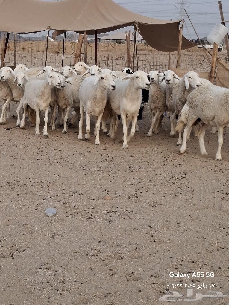 رخال دفيع ولدت فيها واحده صنف الصنف عددها 2563021081909889111
