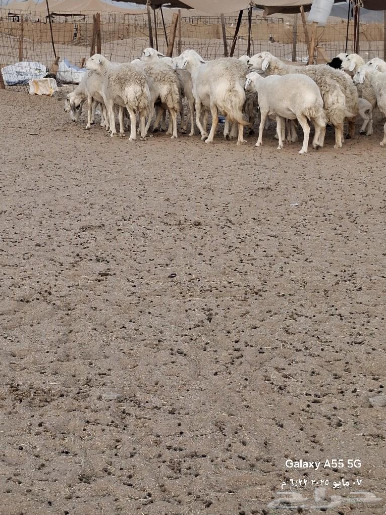 رخال دفيع ولدت فيها واحده صنف الصنف عددها 2563021081909889114
