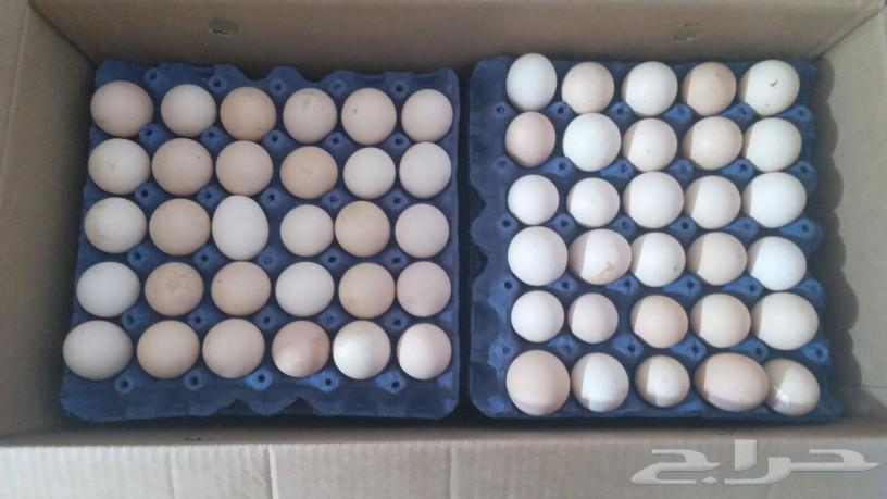 Fertile 308 Rosslau hatching eggs, first sorting630229130264331123