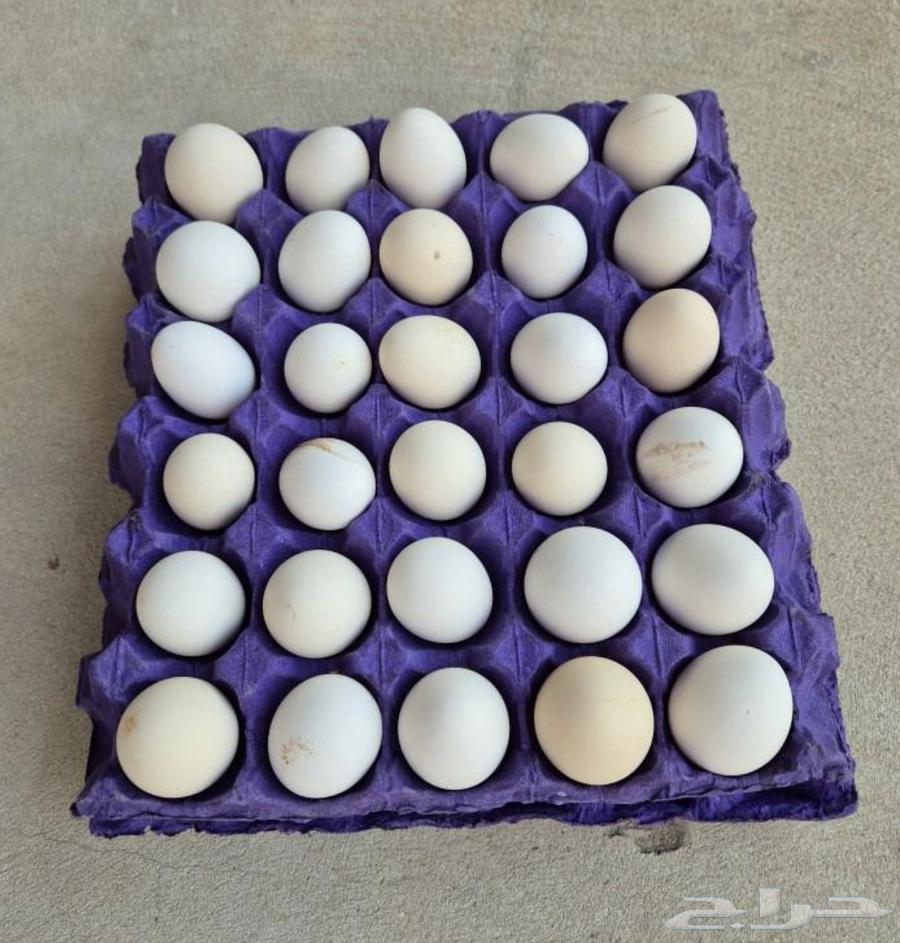 Local eggs63018863125505112